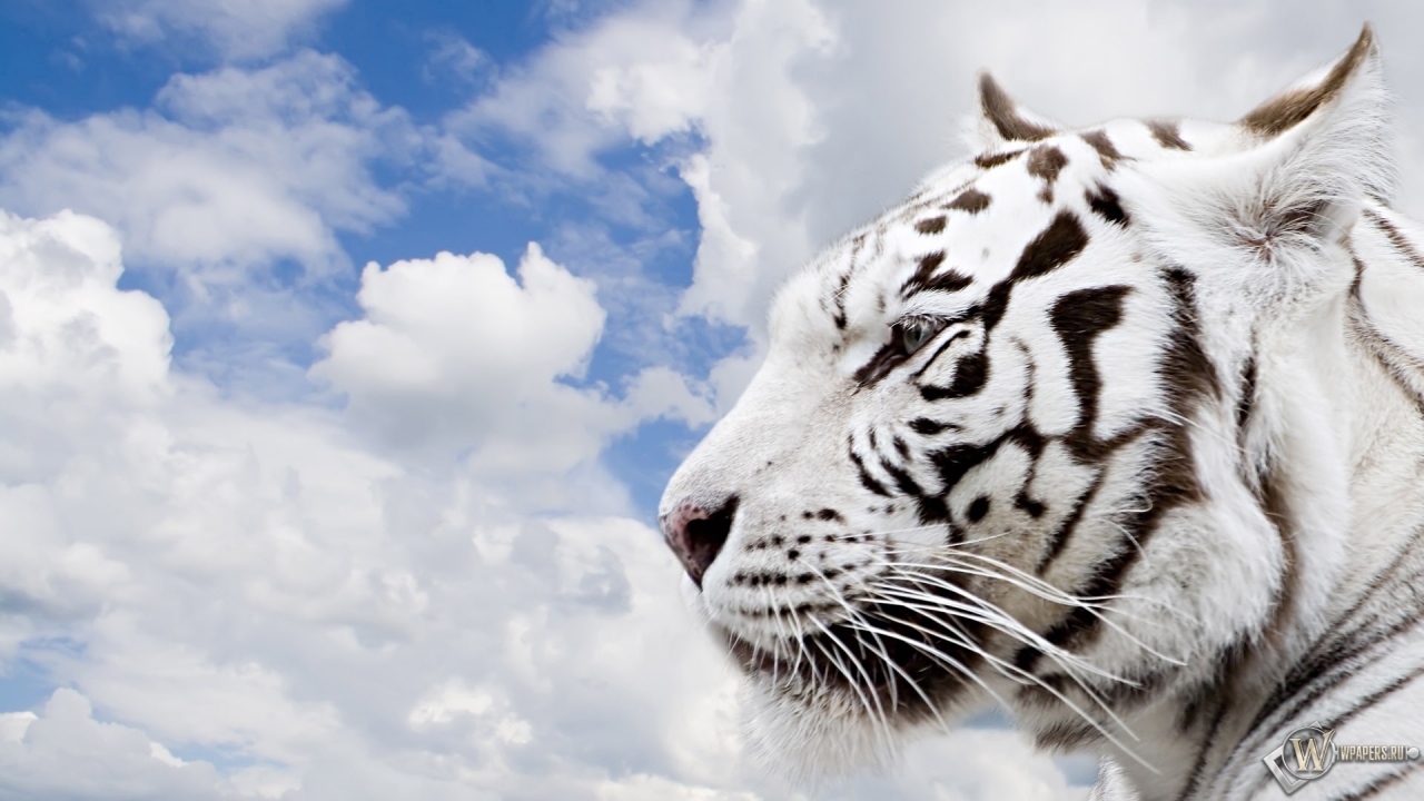 Белый тигр 1280x720