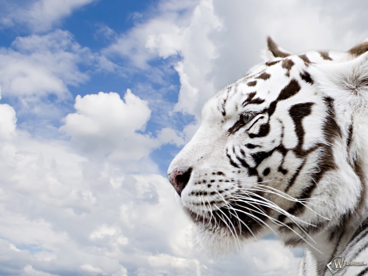 Белый тигр 1280x960