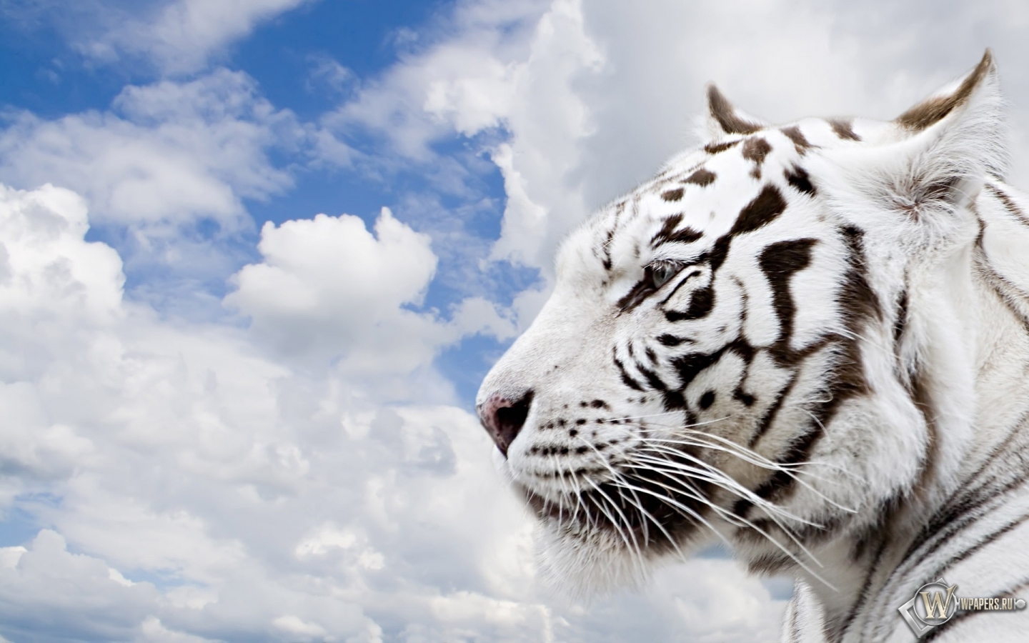Белый тигр 1440x900