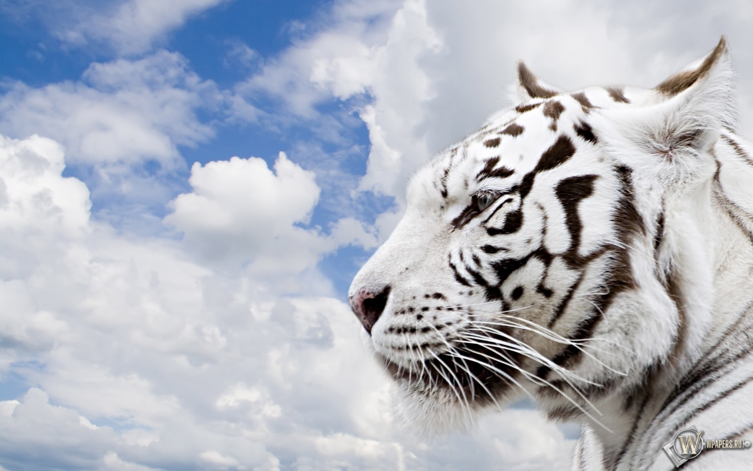 Белый тигр 1536x960