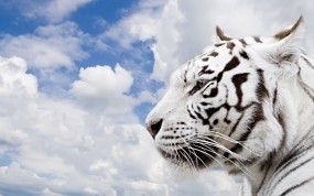 Обои Белый тигр: Облака, Небо, Тигр, Тигры