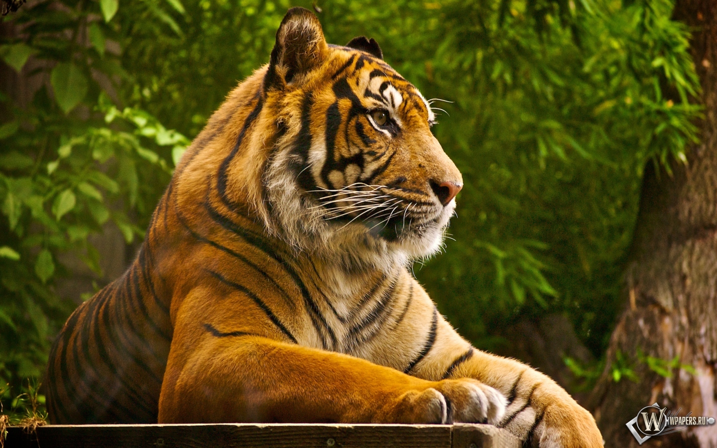 Тигр на отдыхе 1440x900