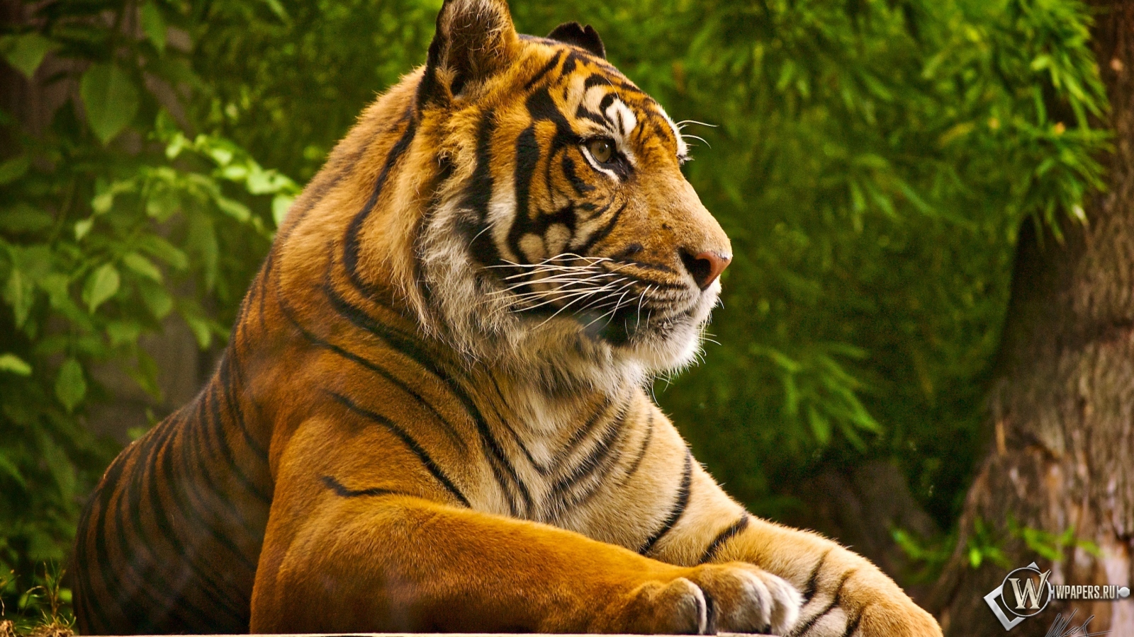 Тигр на отдыхе 1600x900