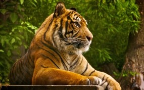 Обои Тигр на отдыхе: Зверь, Хищник, Отдых, Тигр, Тигры