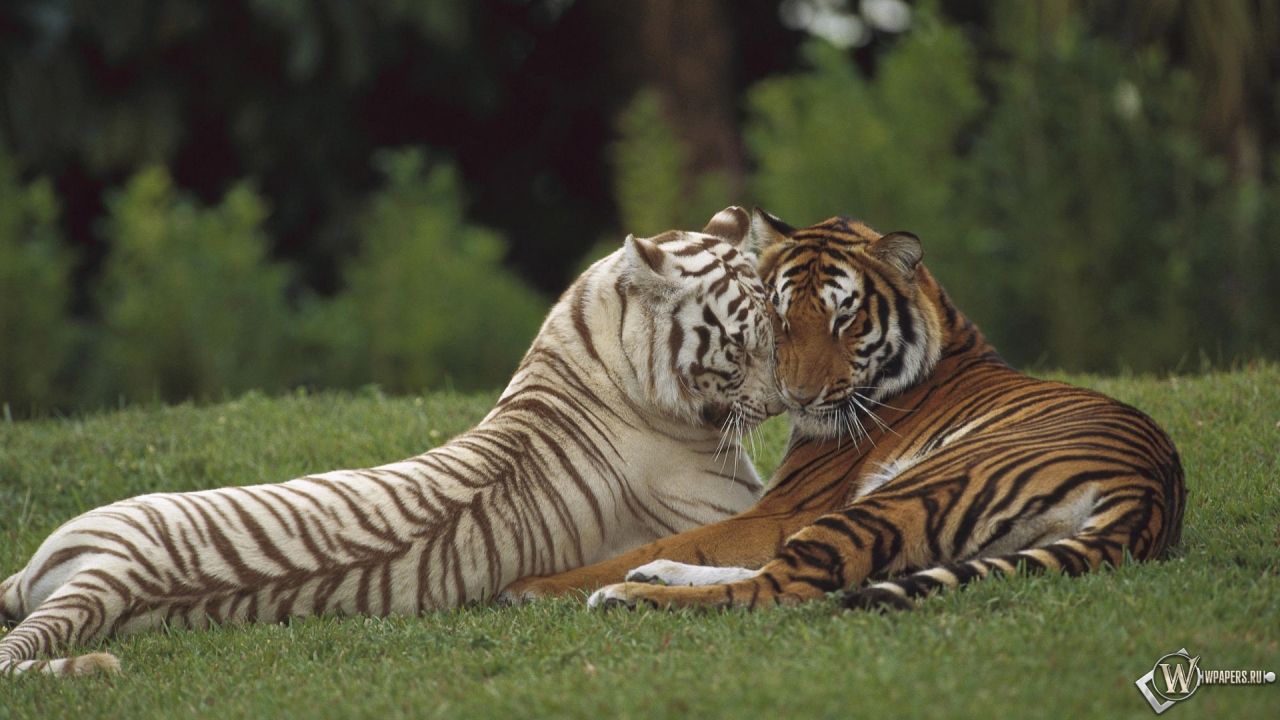 Тигры на отдыхе 1280x720
