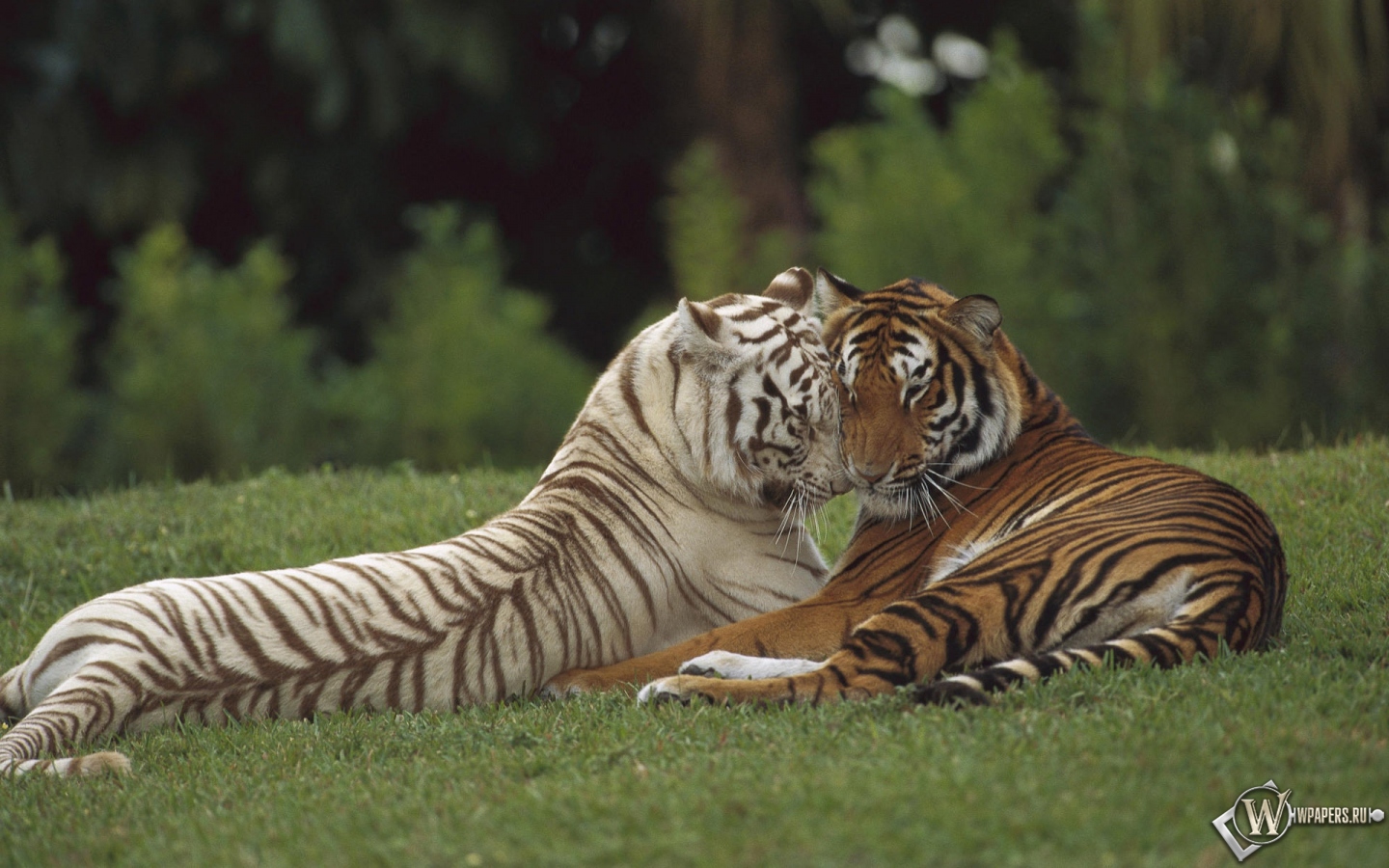 Тигры на отдыхе 1440x900