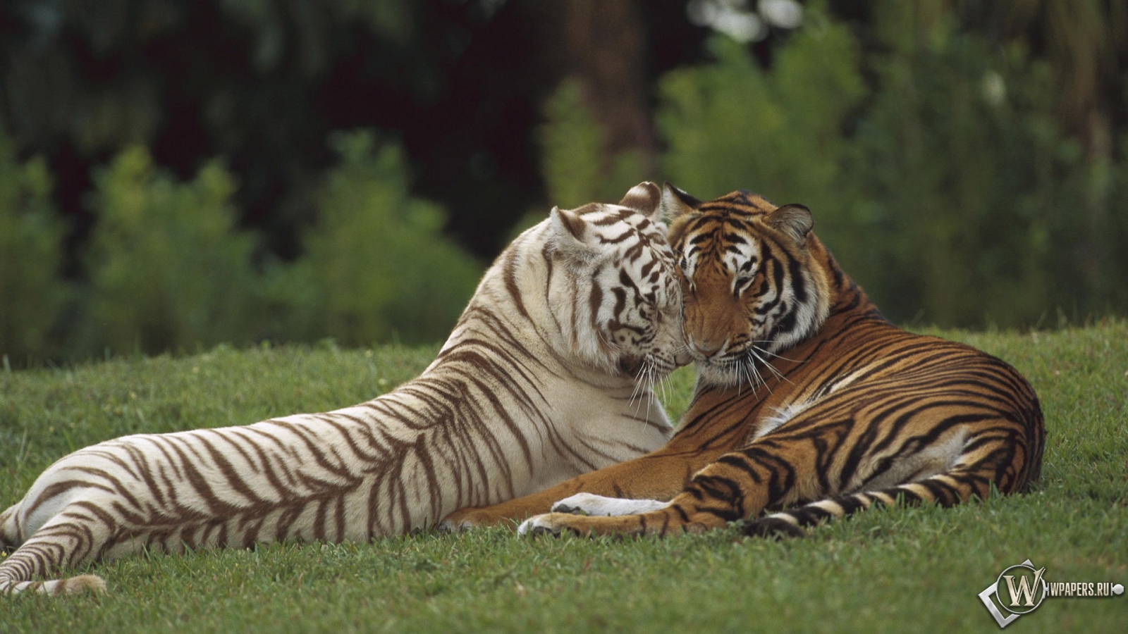Тигры на отдыхе 1600x900