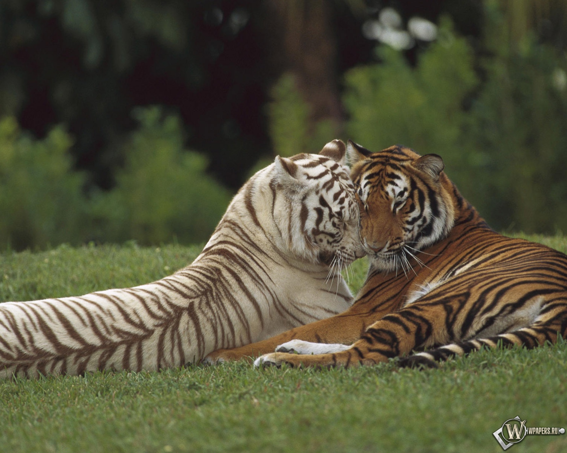 Тигры на отдыхе 1920x1536