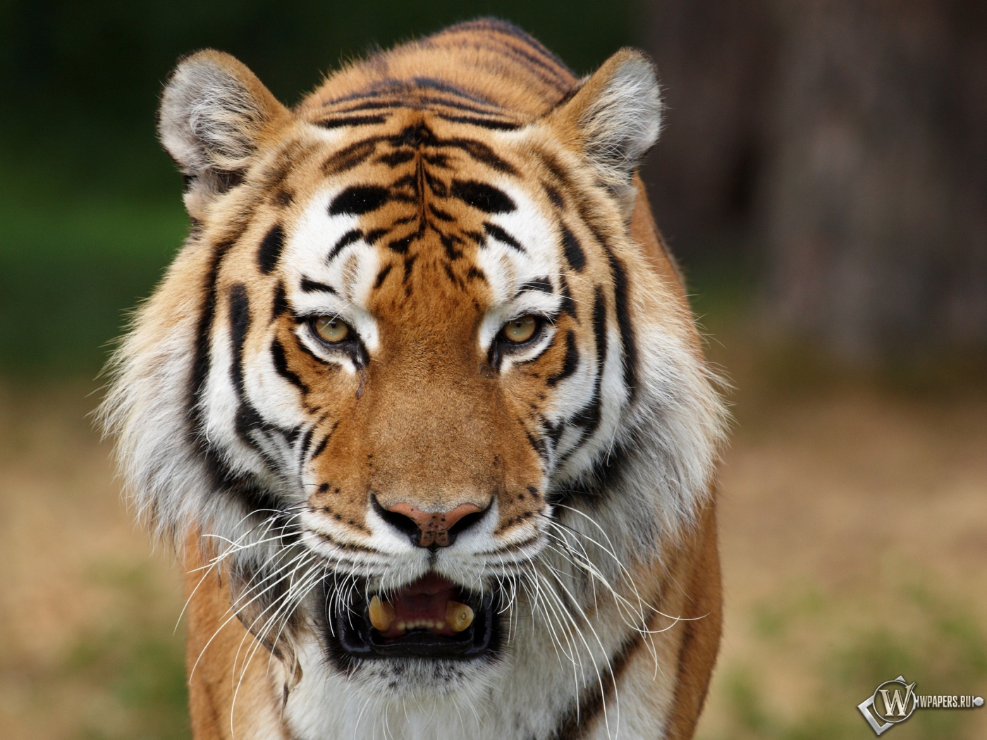 Сибирский тигр на охоте 1400x1050