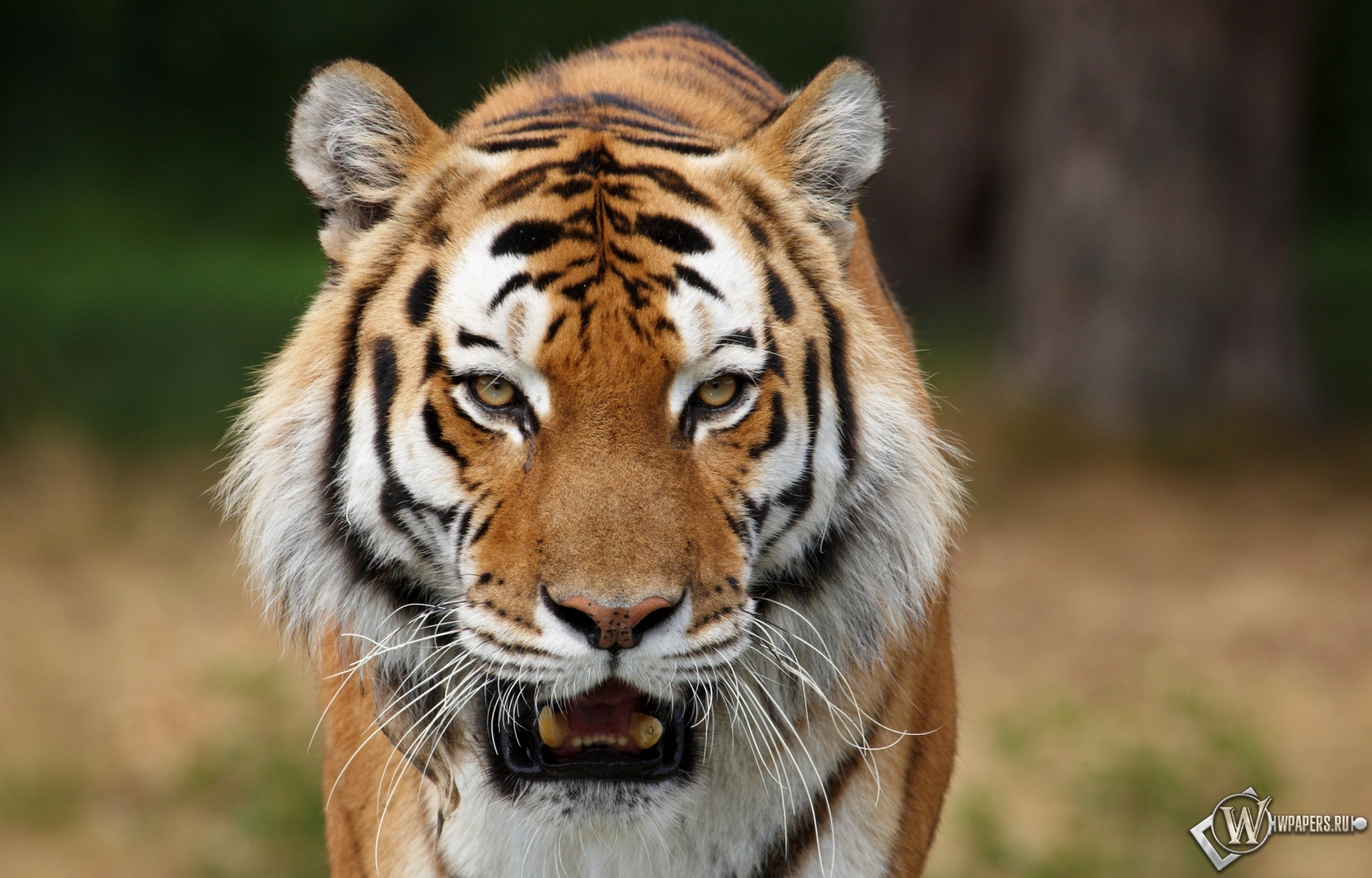Сибирский тигр на охоте 1600x1024