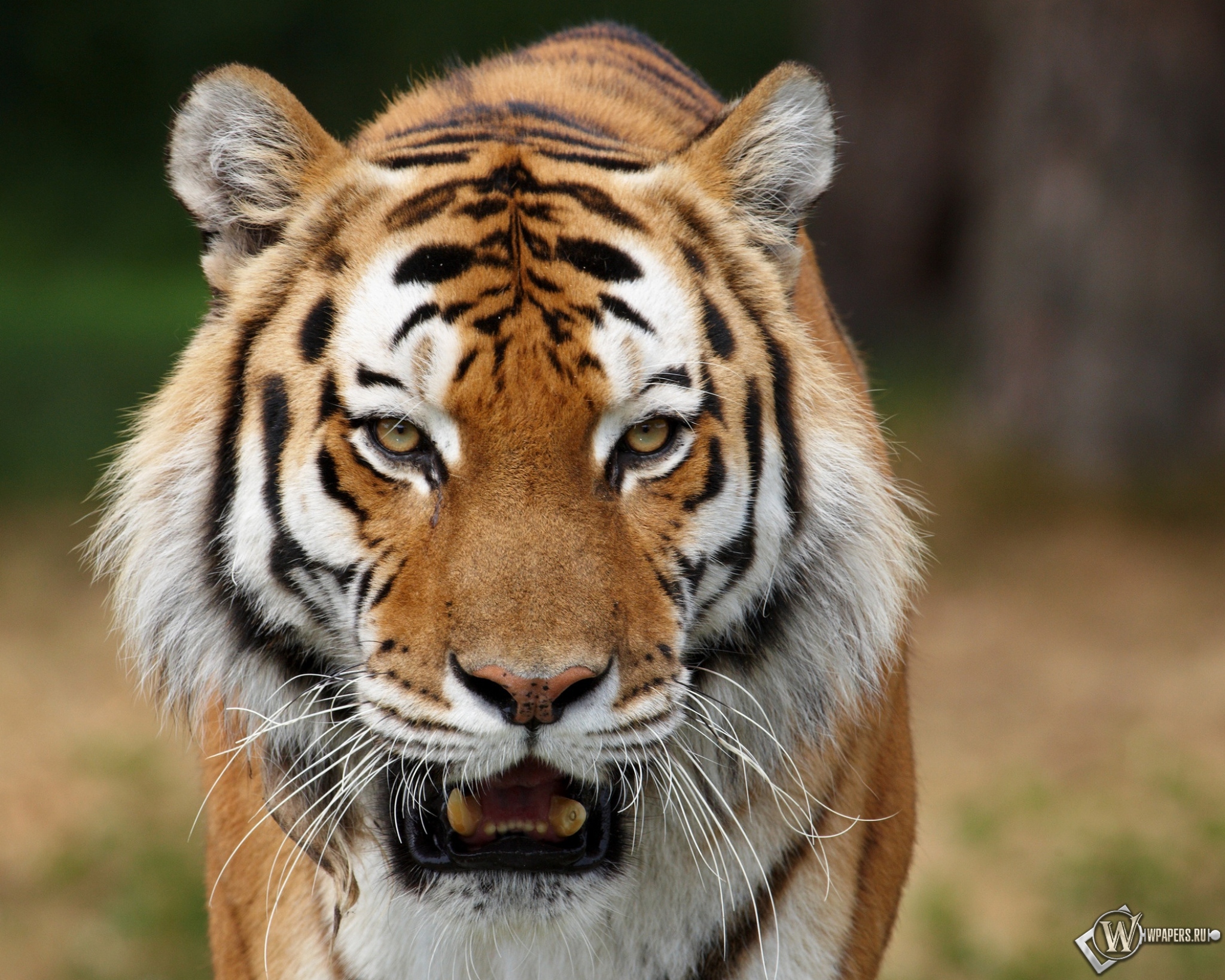 Сибирский тигр на охоте 2048x1638