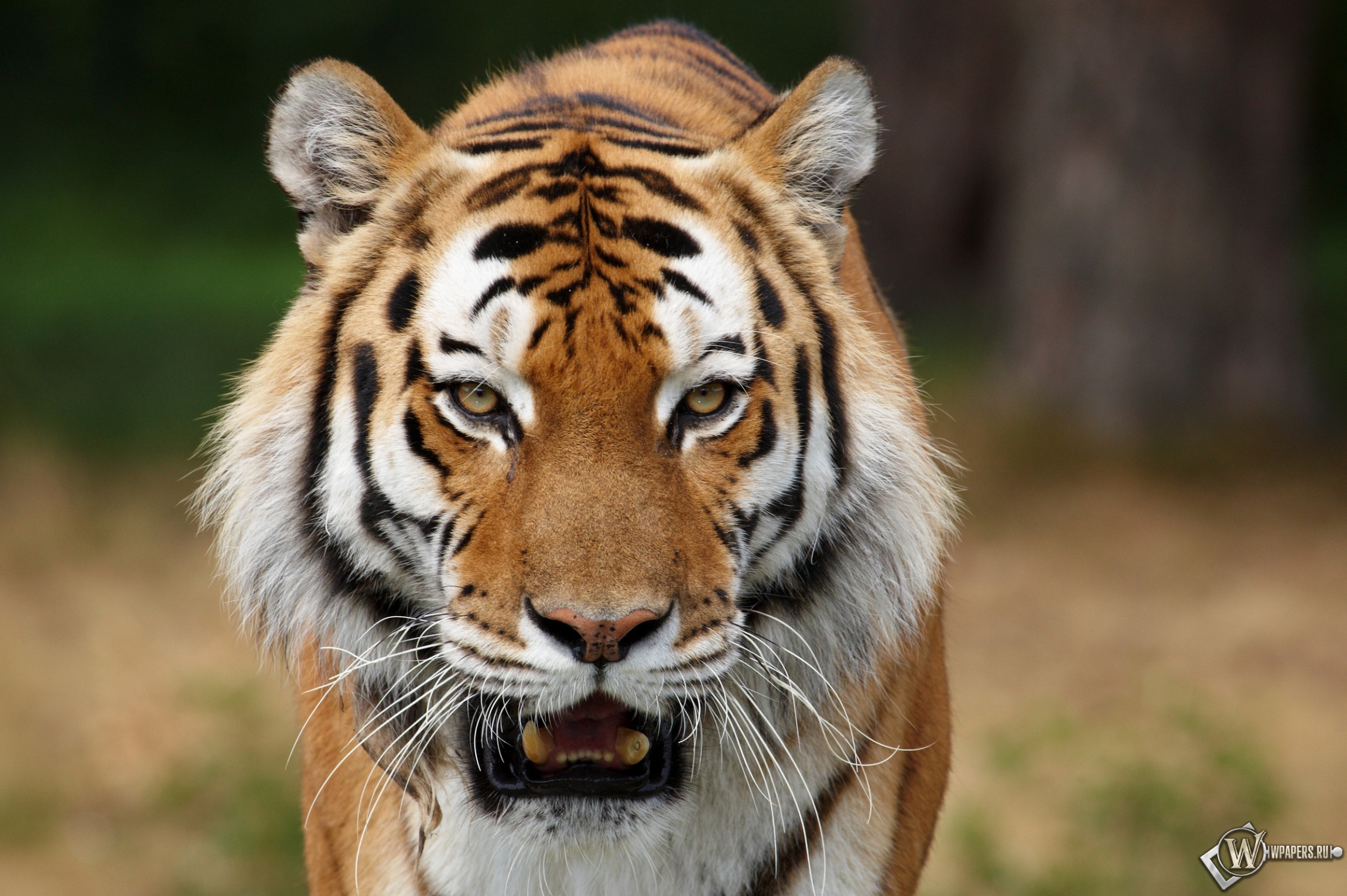 Сибирский тигр на охоте 2300x1530