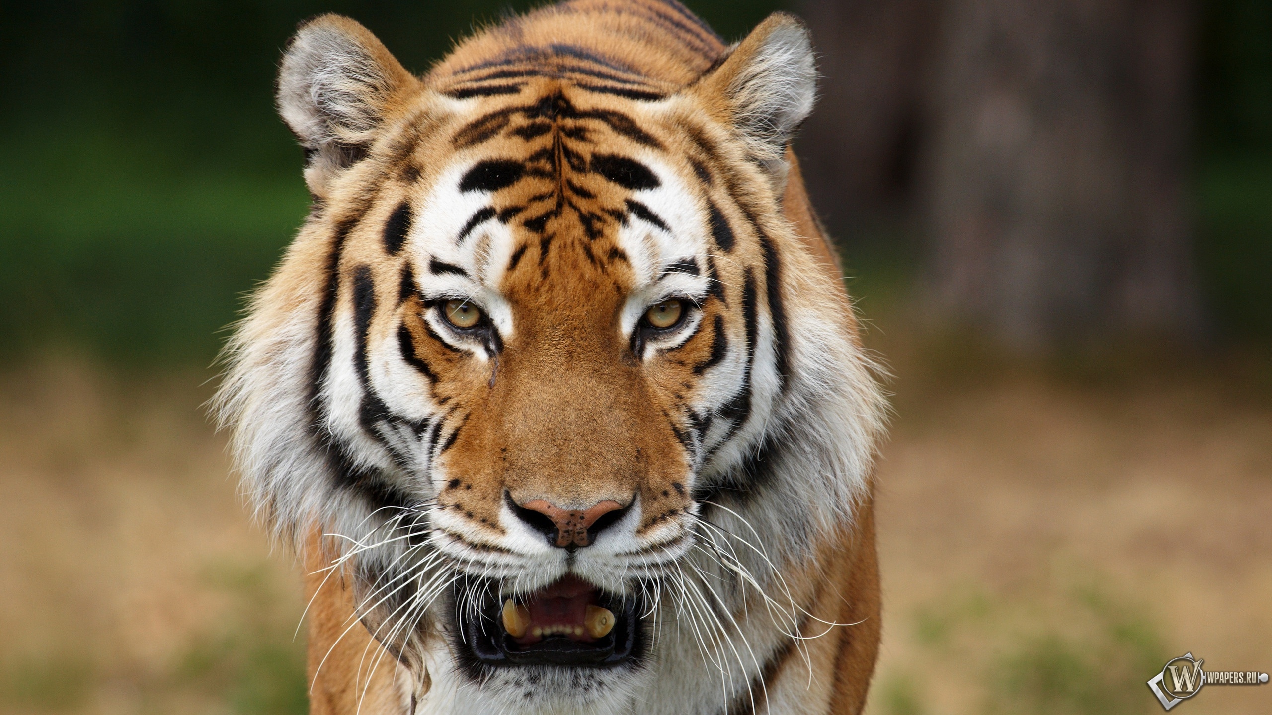 Сибирский тигр на охоте 2560x1440