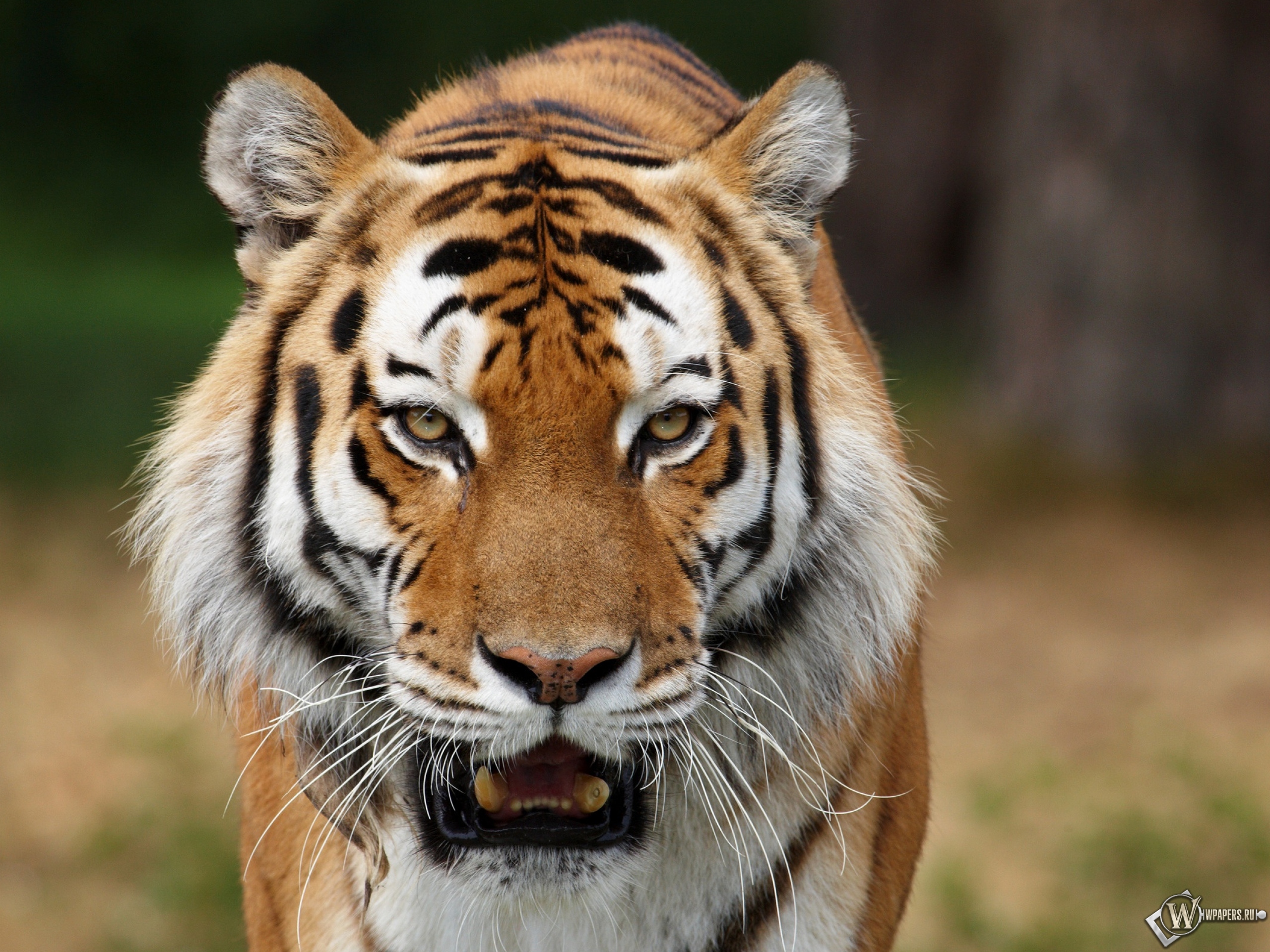 Сибирский тигр на охоте 2560x1920