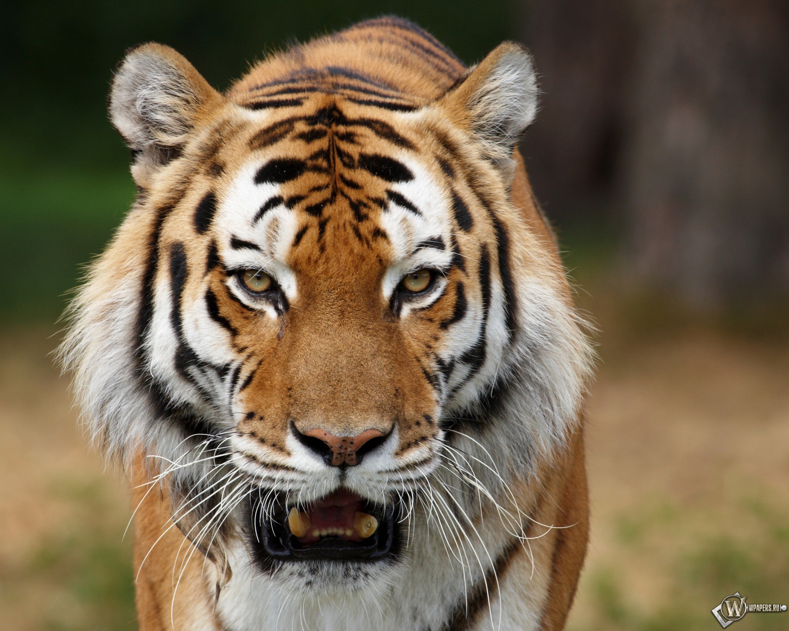 Сибирский тигр на охоте 2560x2048