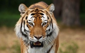 Обои Сибирский тигр на охоте: Хищник, Тигр, Тигры