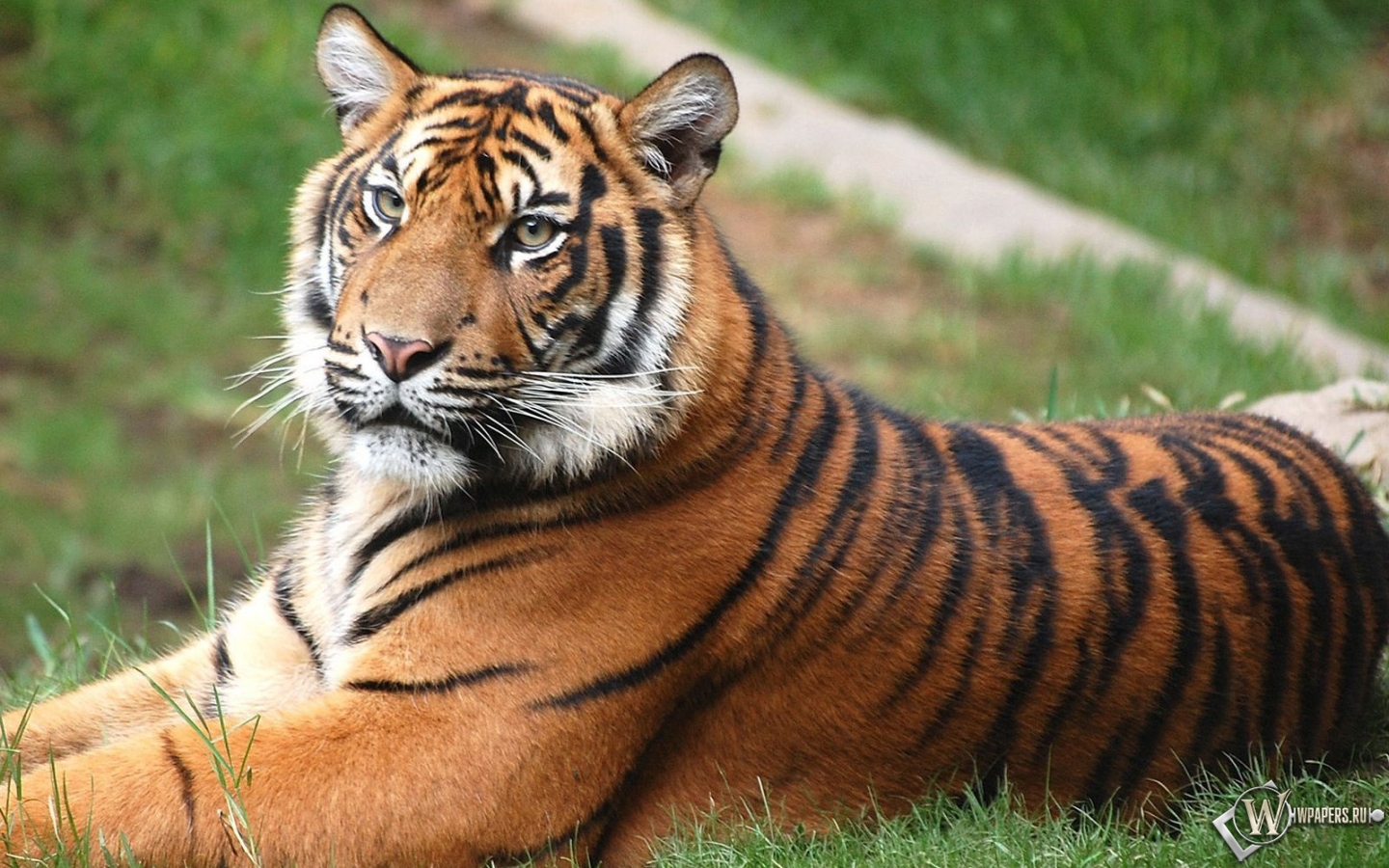 Тигр на лужайке 1440x900