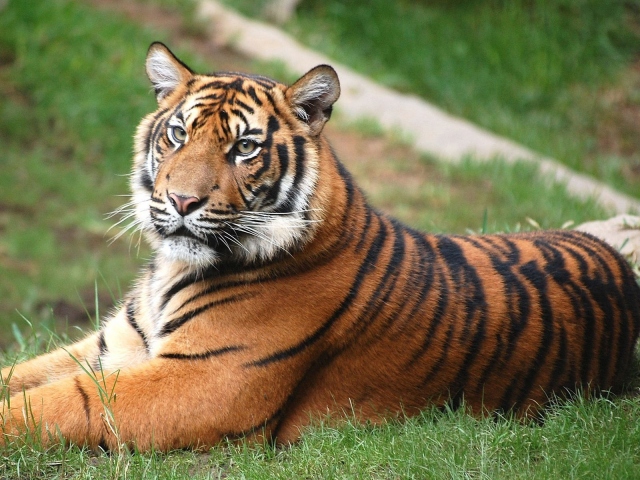 Тигр на лужайке