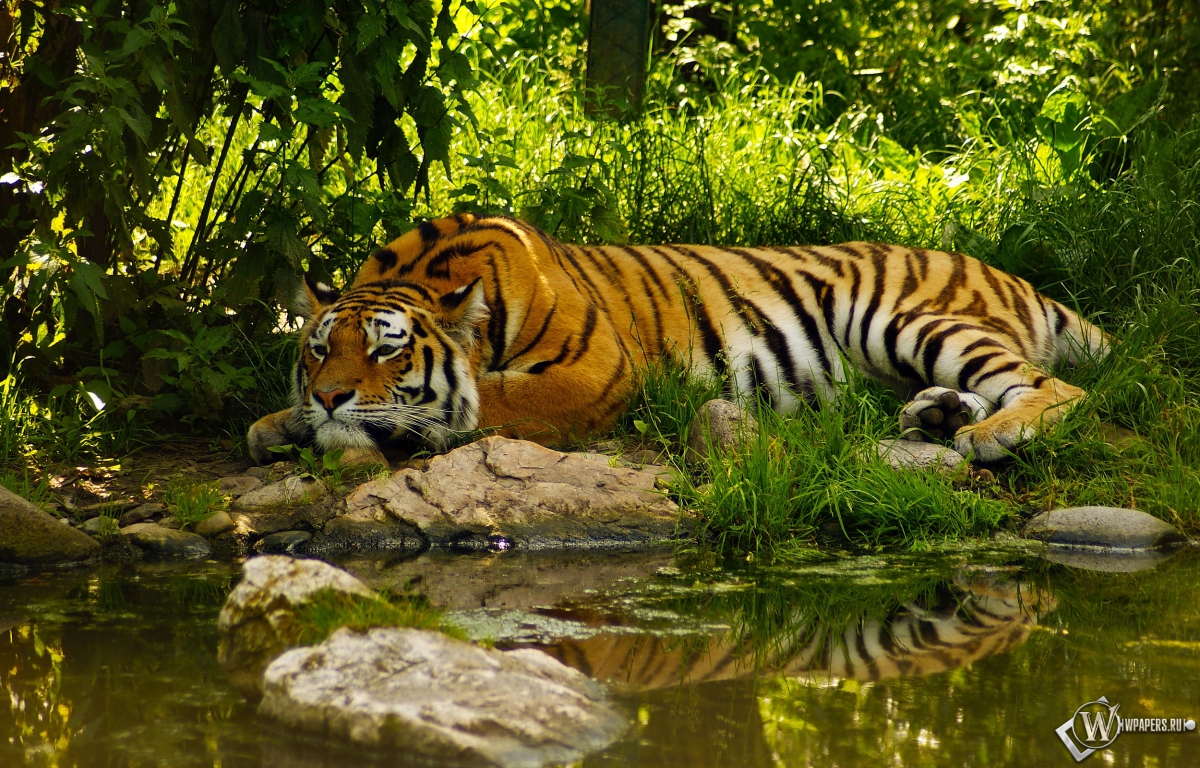 Отдыхающий тигр 1200x768
