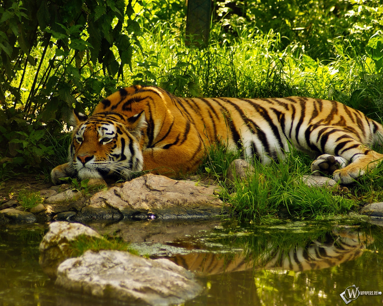 Отдыхающий тигр 1280x1024