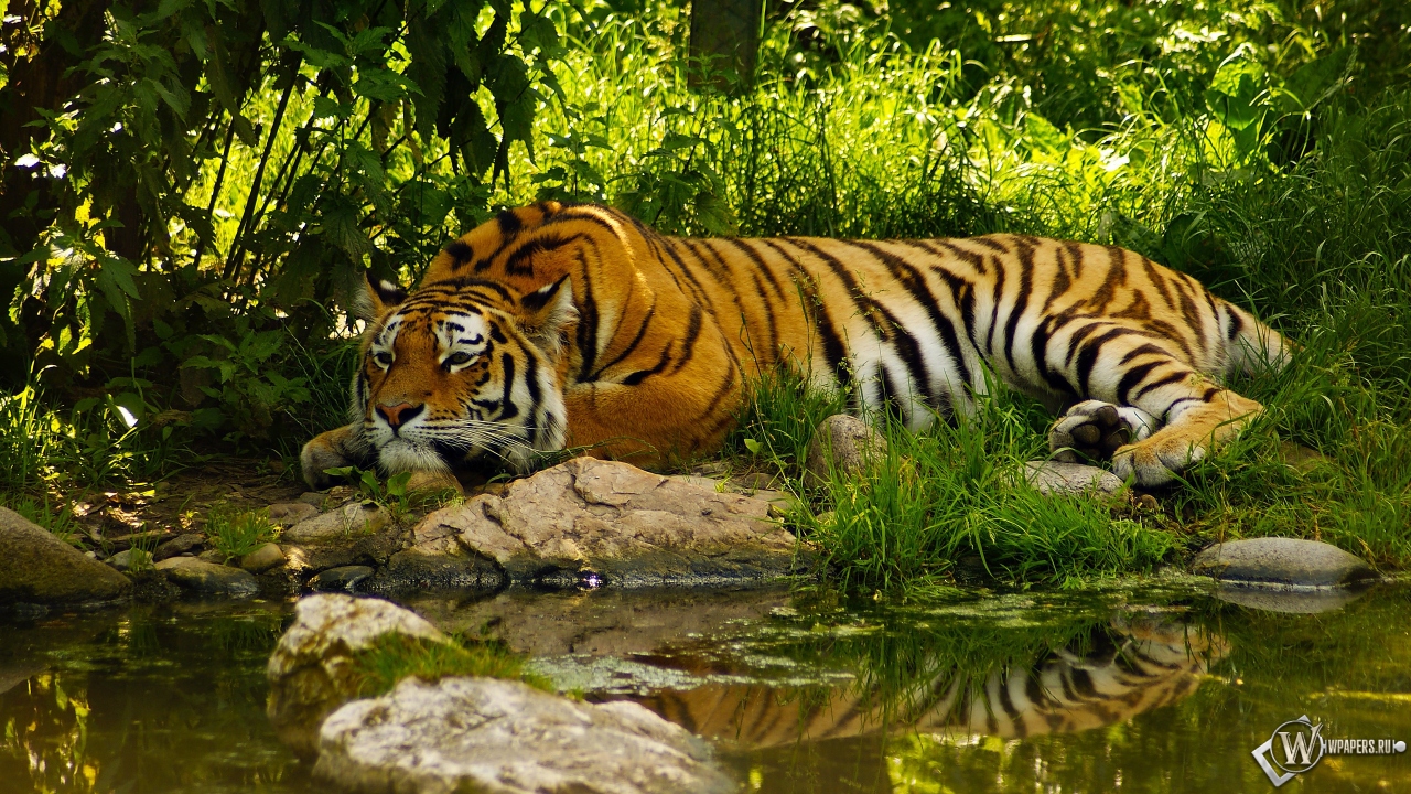 Отдыхающий тигр 1280x720