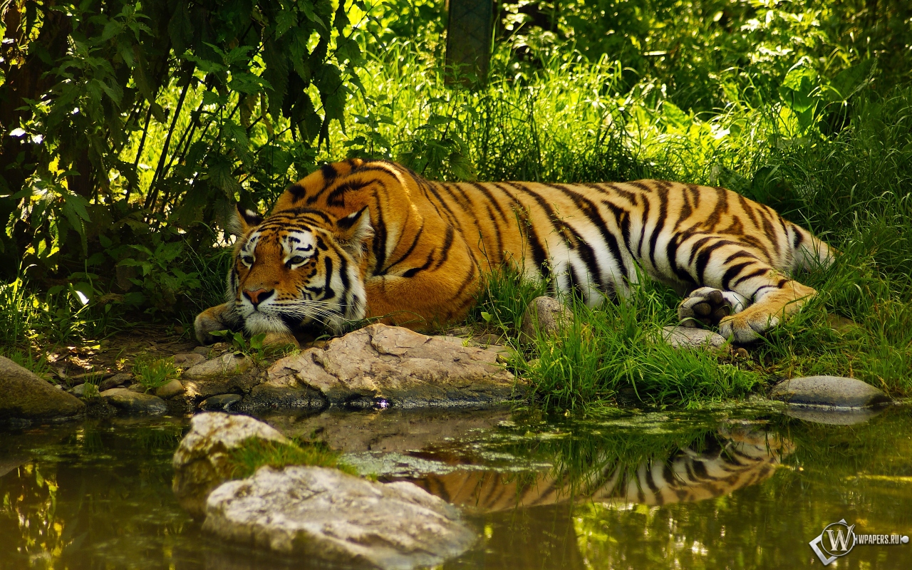 Отдыхающий тигр 1280x800