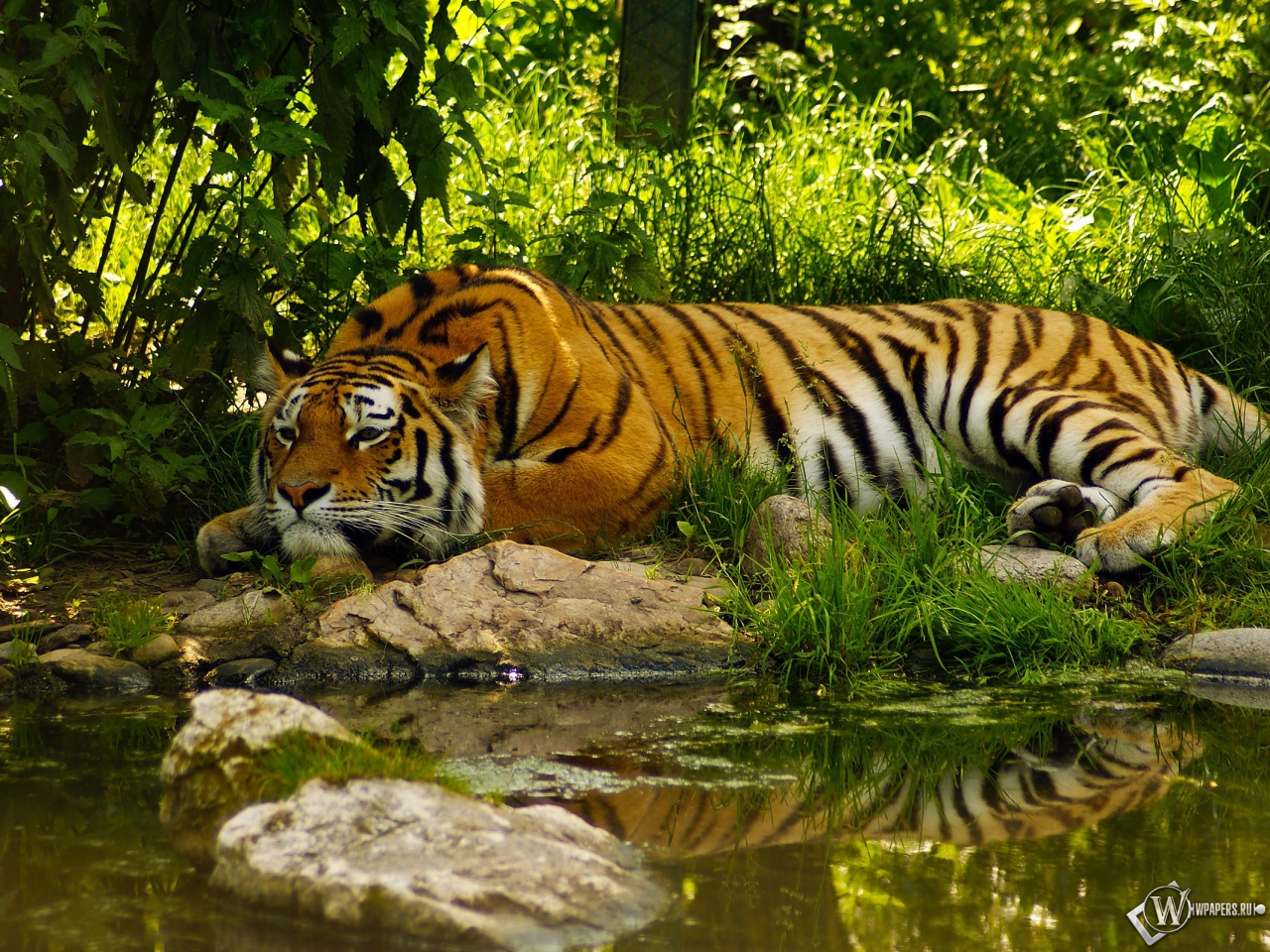 Отдыхающий тигр 1280x960