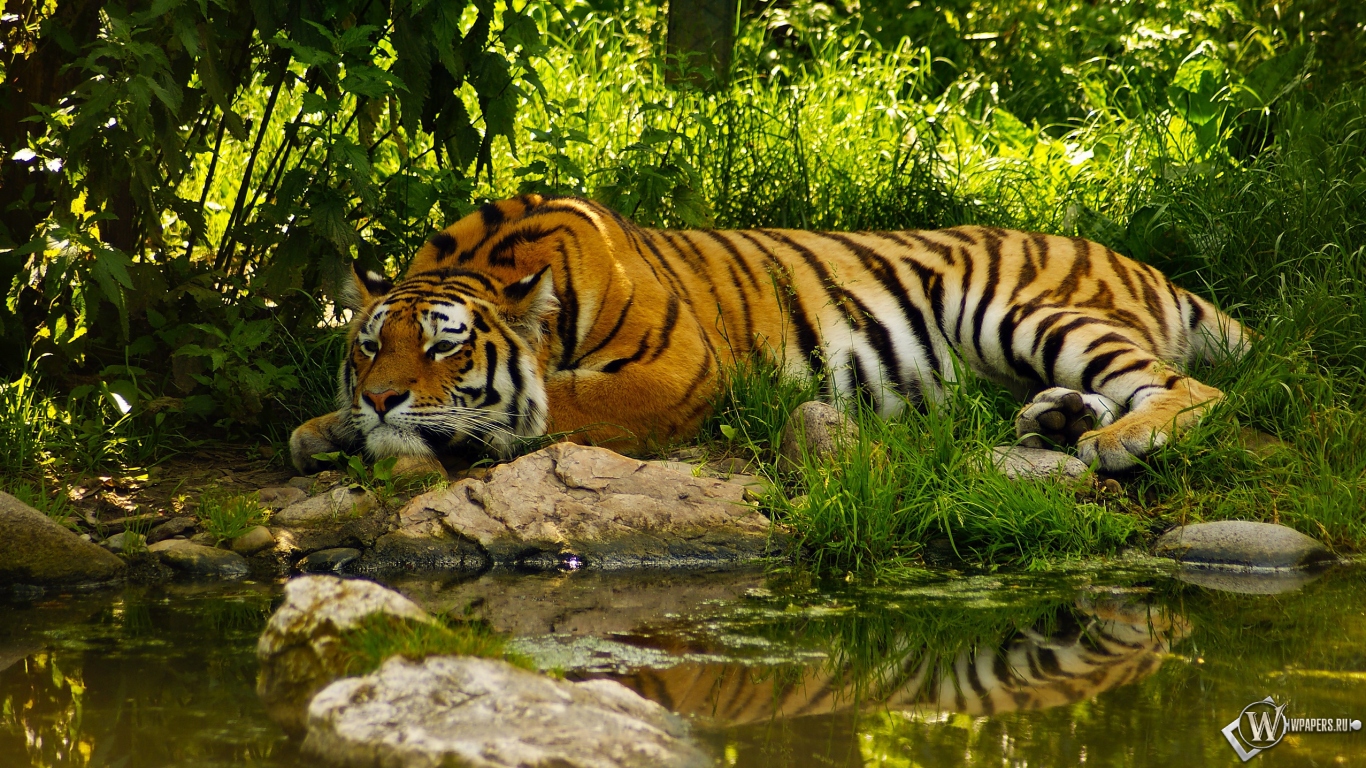 Отдыхающий тигр 1366x768