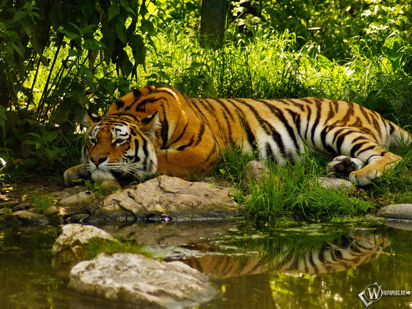 Отдыхающий тигр 1400x1050