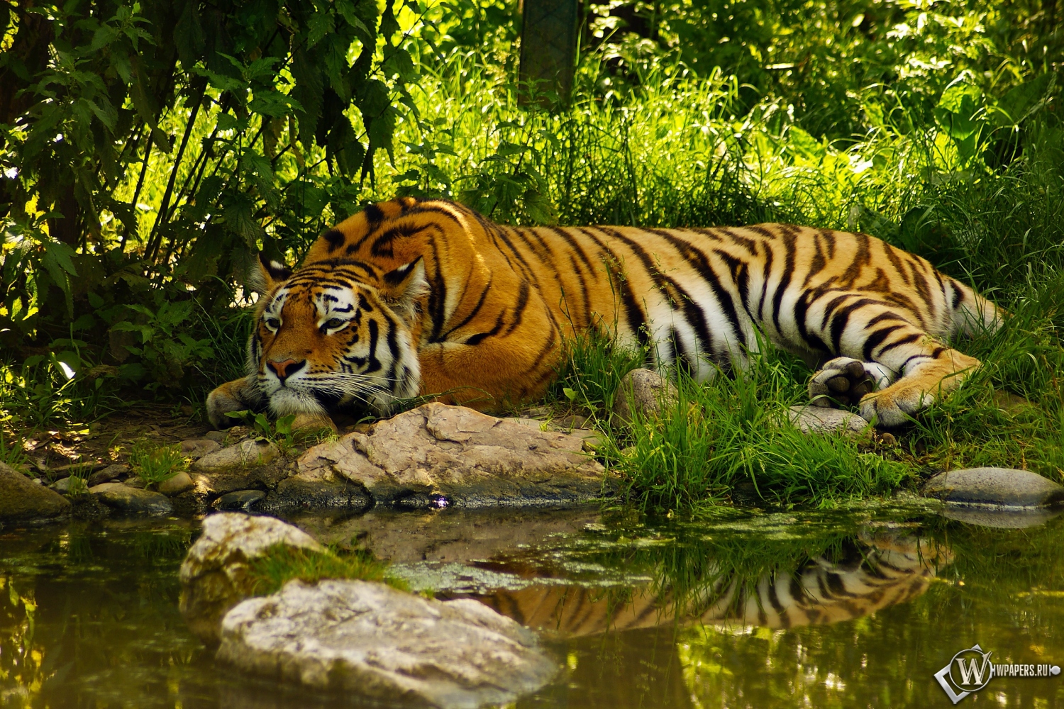 Отдыхающий тигр 1500x1000