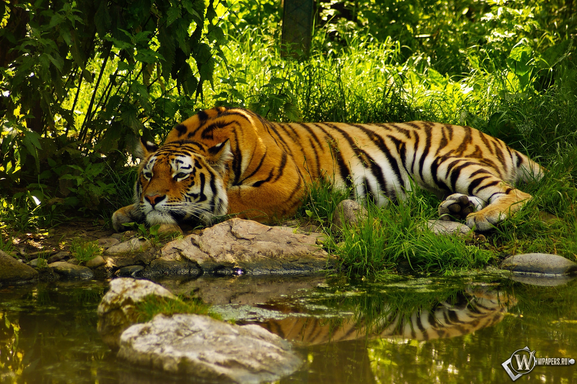 Отдыхающий тигр 1920x1280