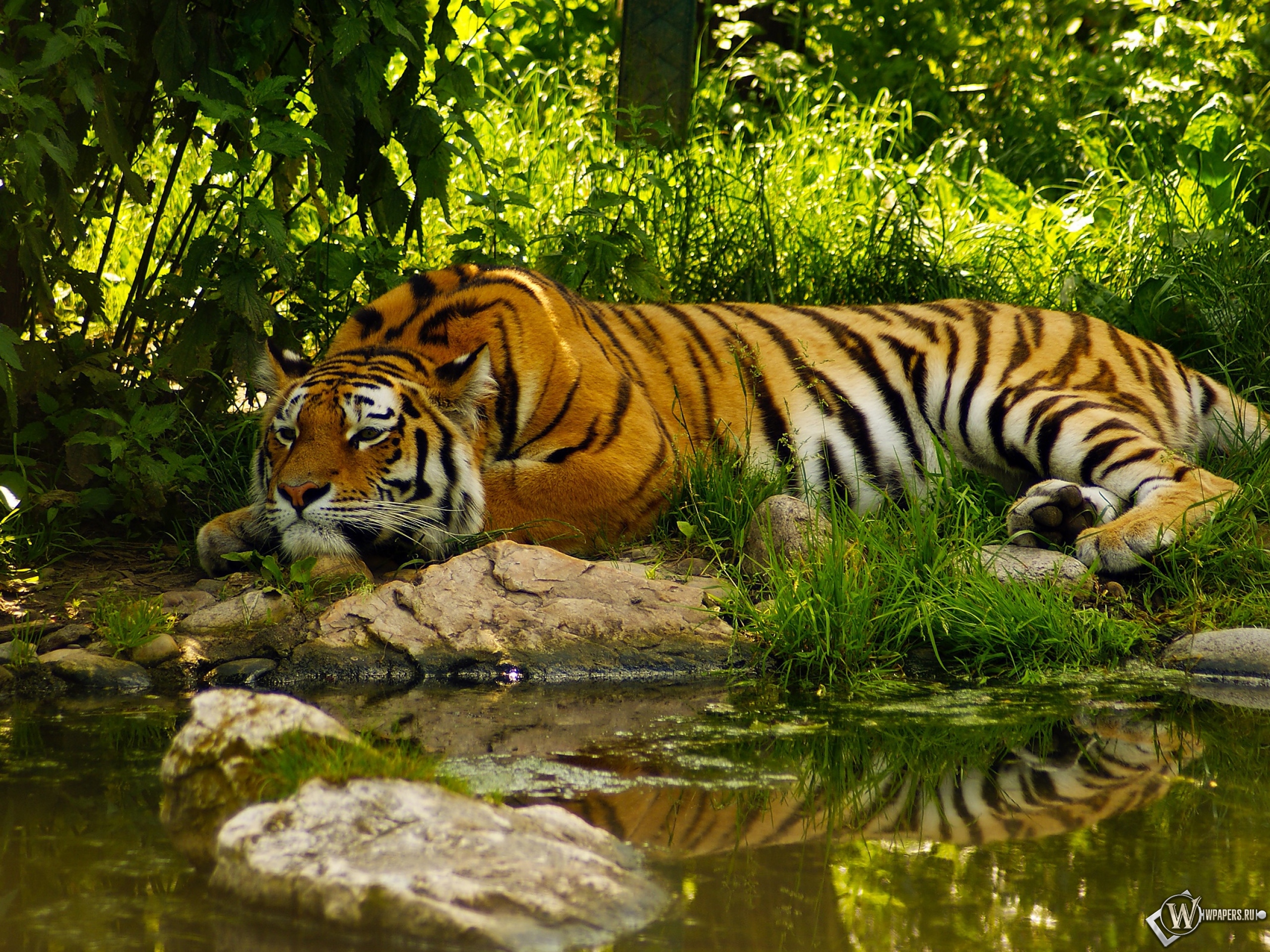Отдыхающий тигр 2560x1920