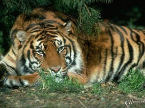 Обои Спящий под сосной тигр: , Тигры