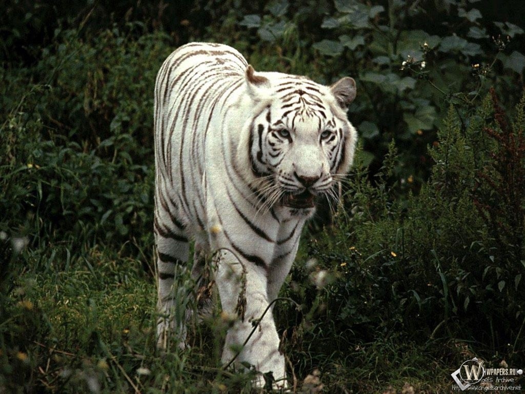 Белый тигр гуляет 1024x768