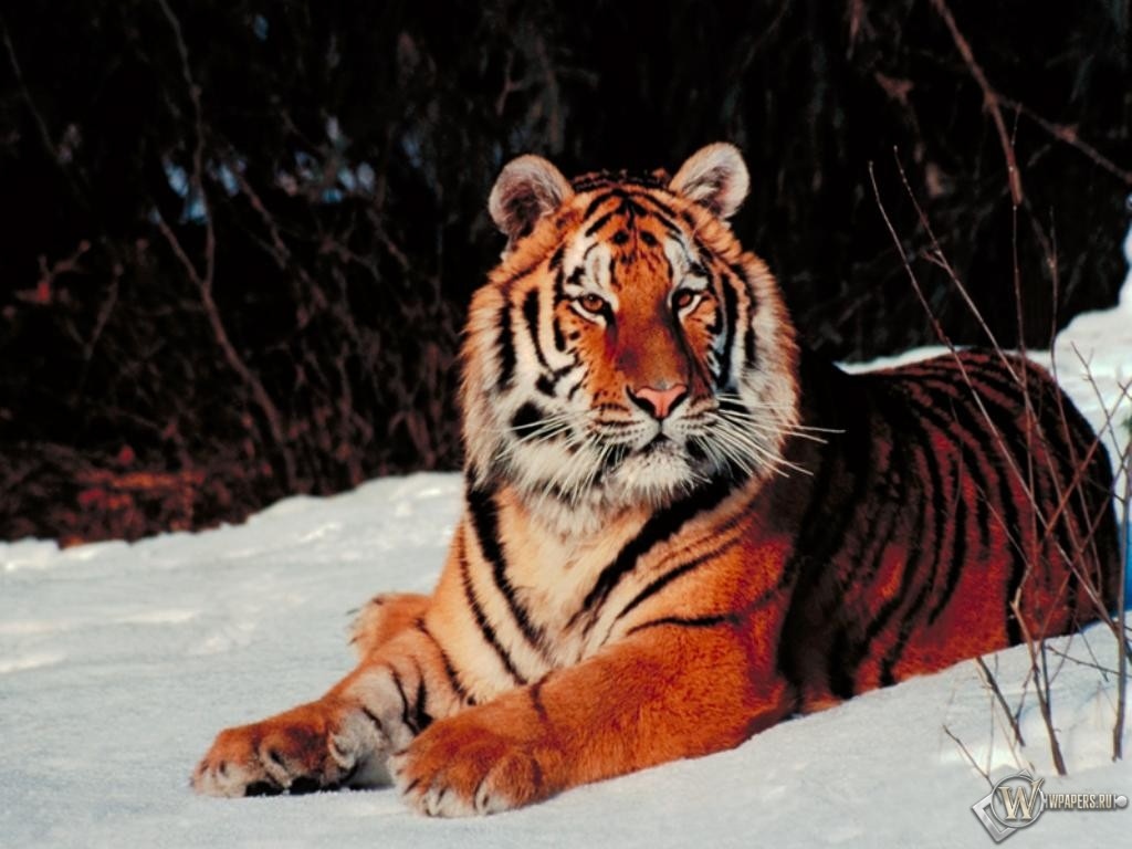 Тигр лежащий на снегу 1024x768