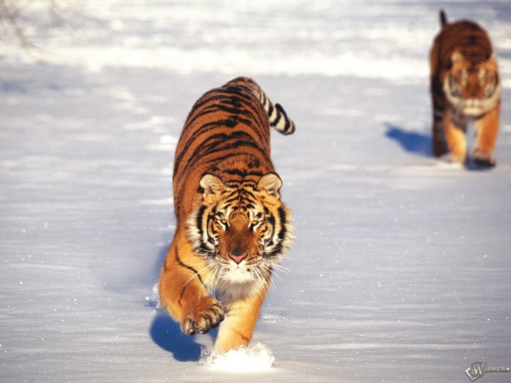 Два тигра бегущие по снегу 1024x768