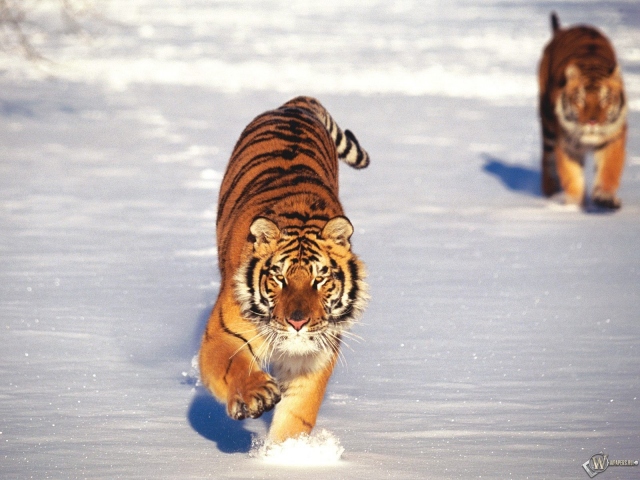 Два тигра бегущие по снегу