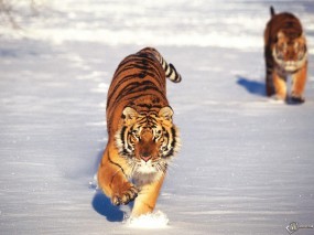 Обои Два тигра бегущие по снегу: Снег, Бег, Тигры, Тигры