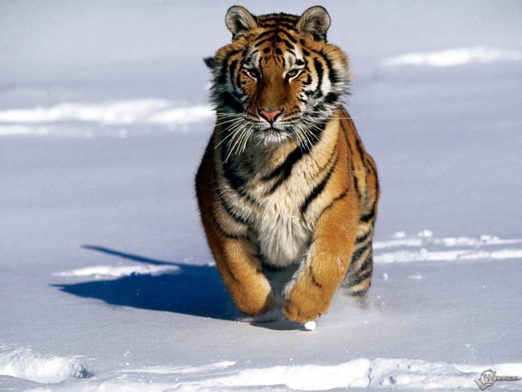 Тигр бегущий по снегу 1024x768