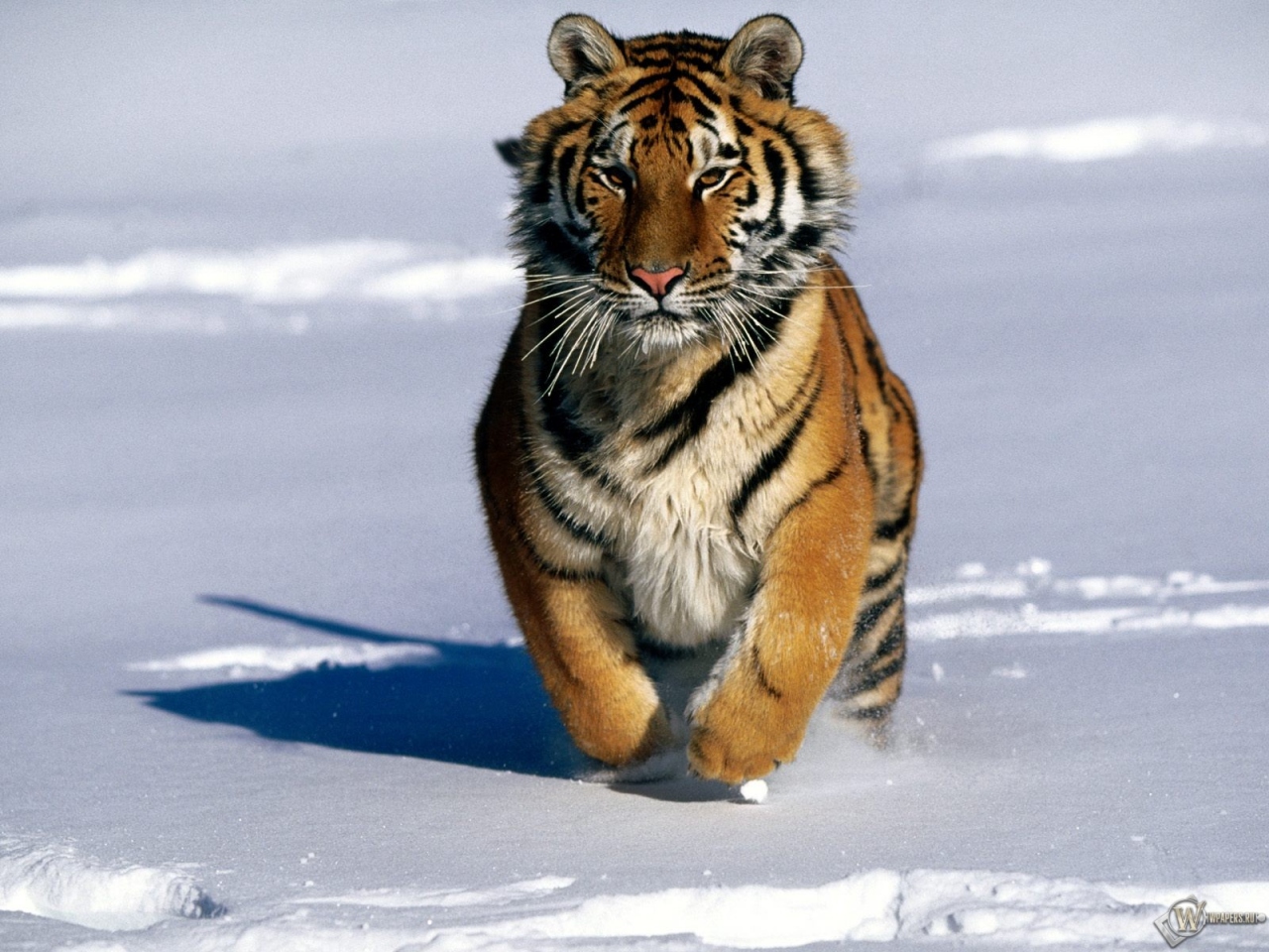 Тигр бегущий по снегу 1280x960