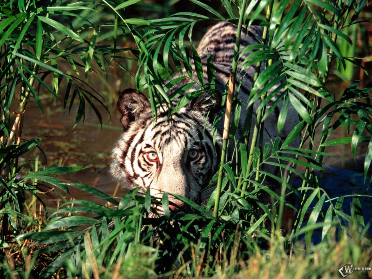 Белый тигр прячется за кустами 1280x960