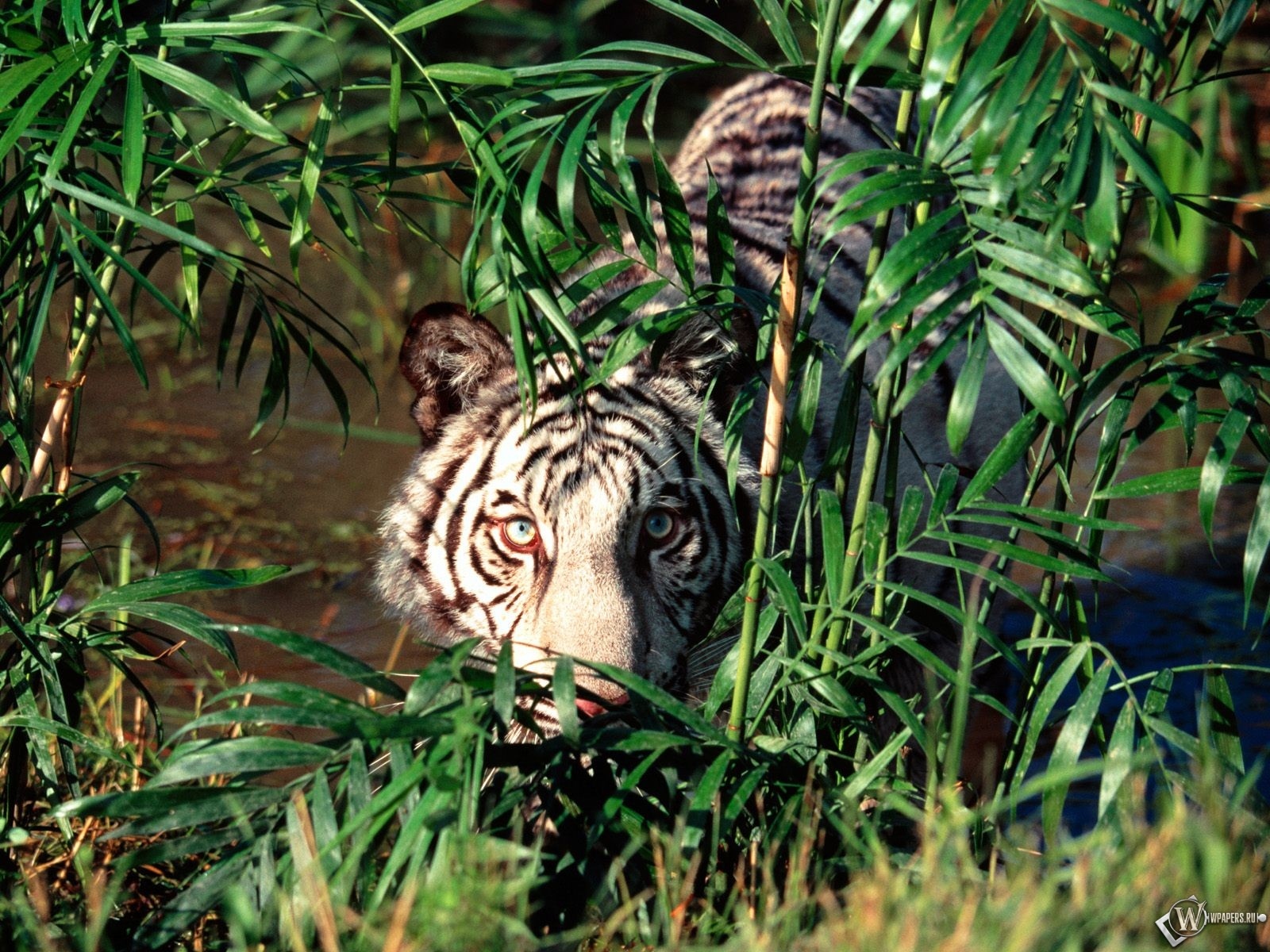 Белый тигр прячется за кустами 1600x1200