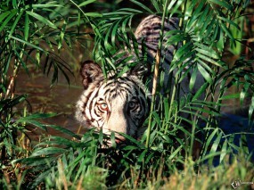 Белый тигр прячется за кустами