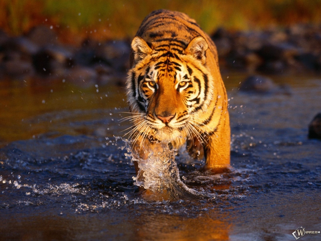 Тигр идущий по воде 1024x768