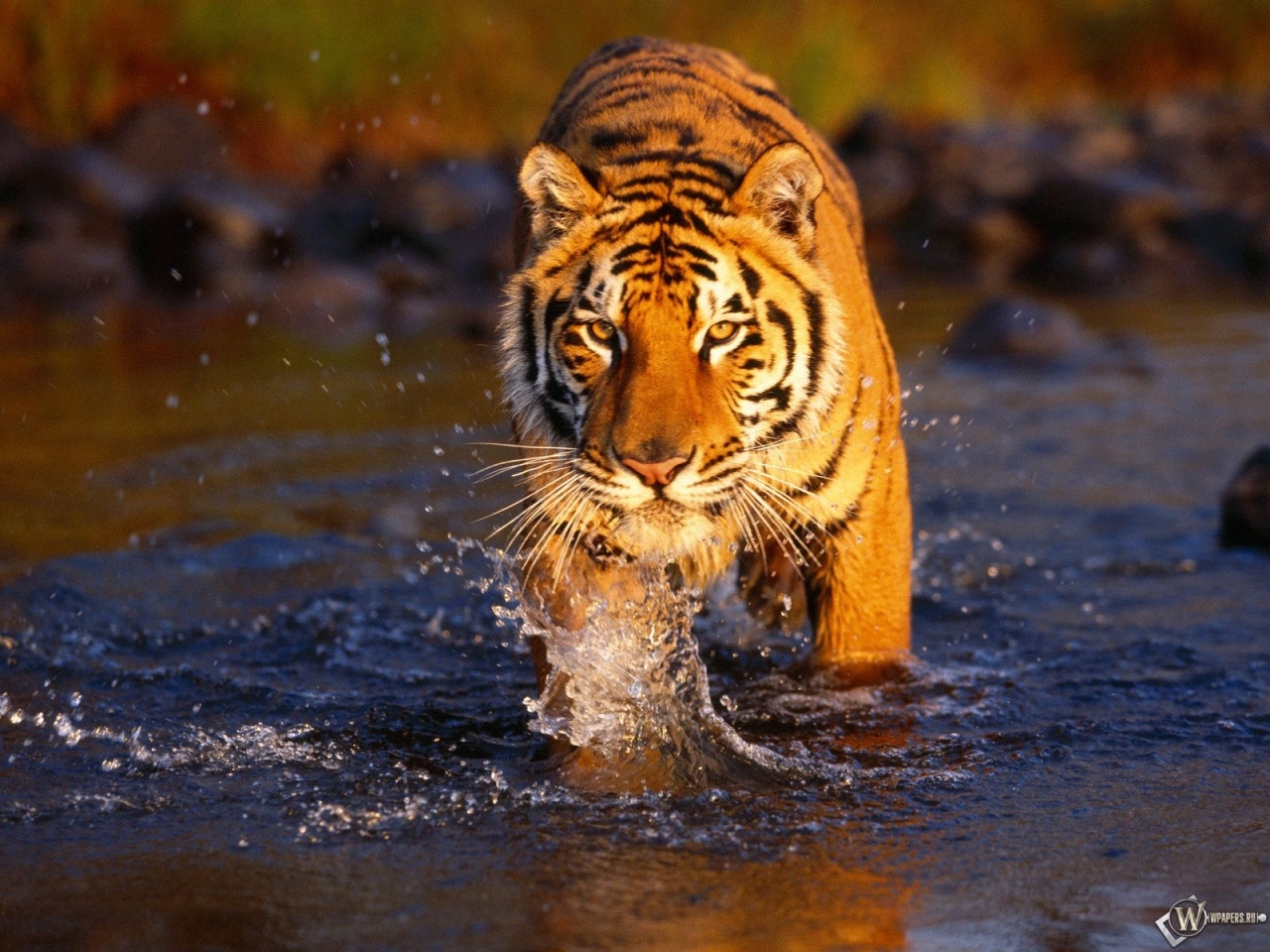 Тигр идущий по воде 1280x960