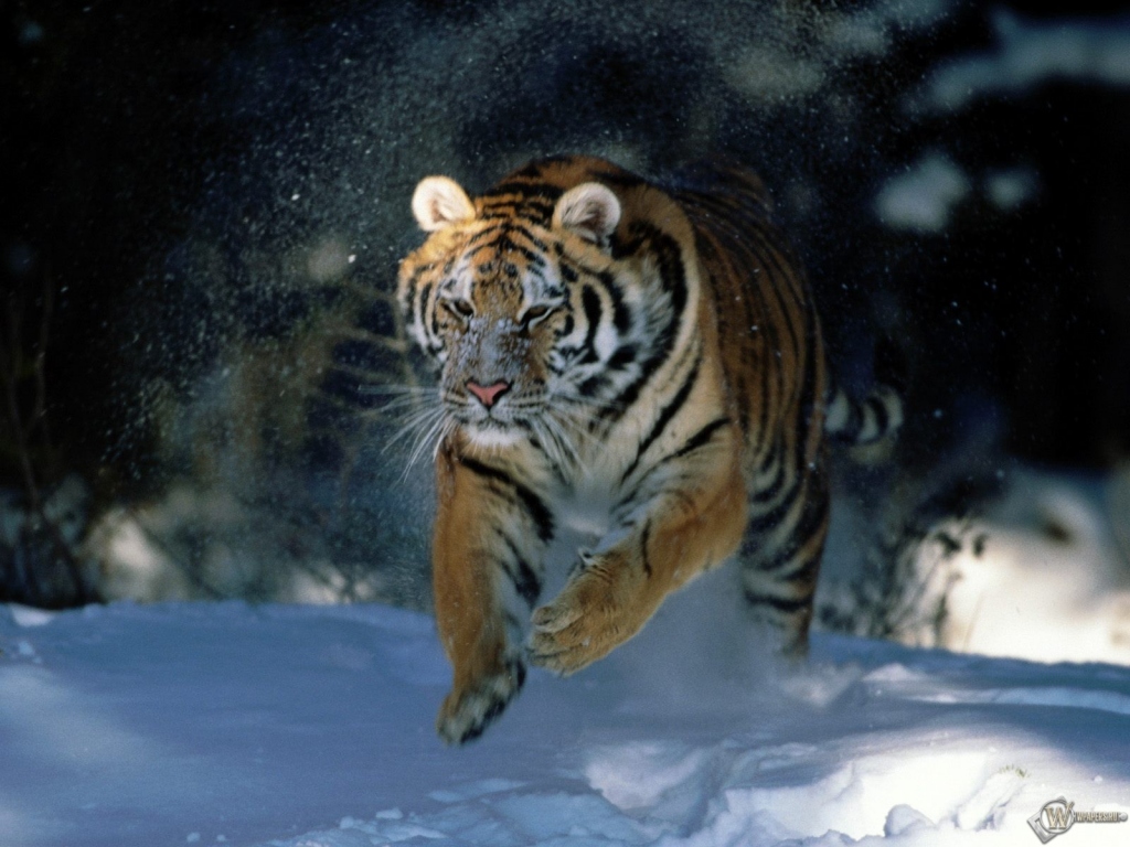 Тигр бегущий по снегу 1024x768
