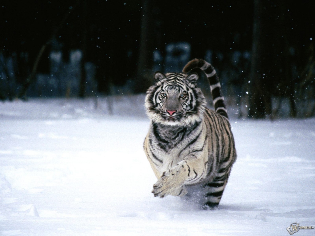 Белый тигр бегущий по снегу 1024x768