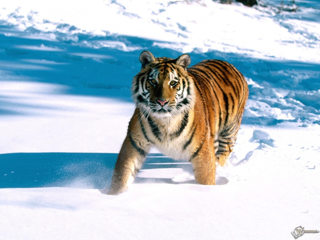 Тигр идущий по снегу 1024x768