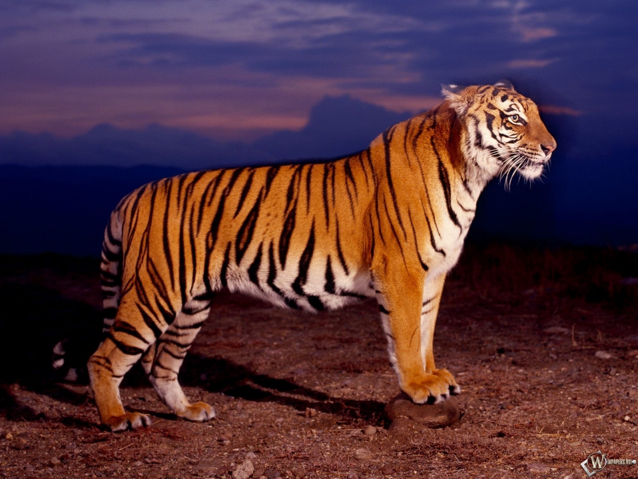 Тигр в профиль 1280x960