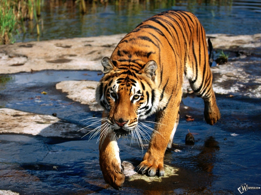 Тигр идущий через ручей 1024x768